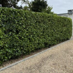 Step-by-step guide for hedge trimming