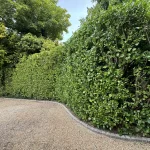 Creative Uses of Hedges in Landscaping