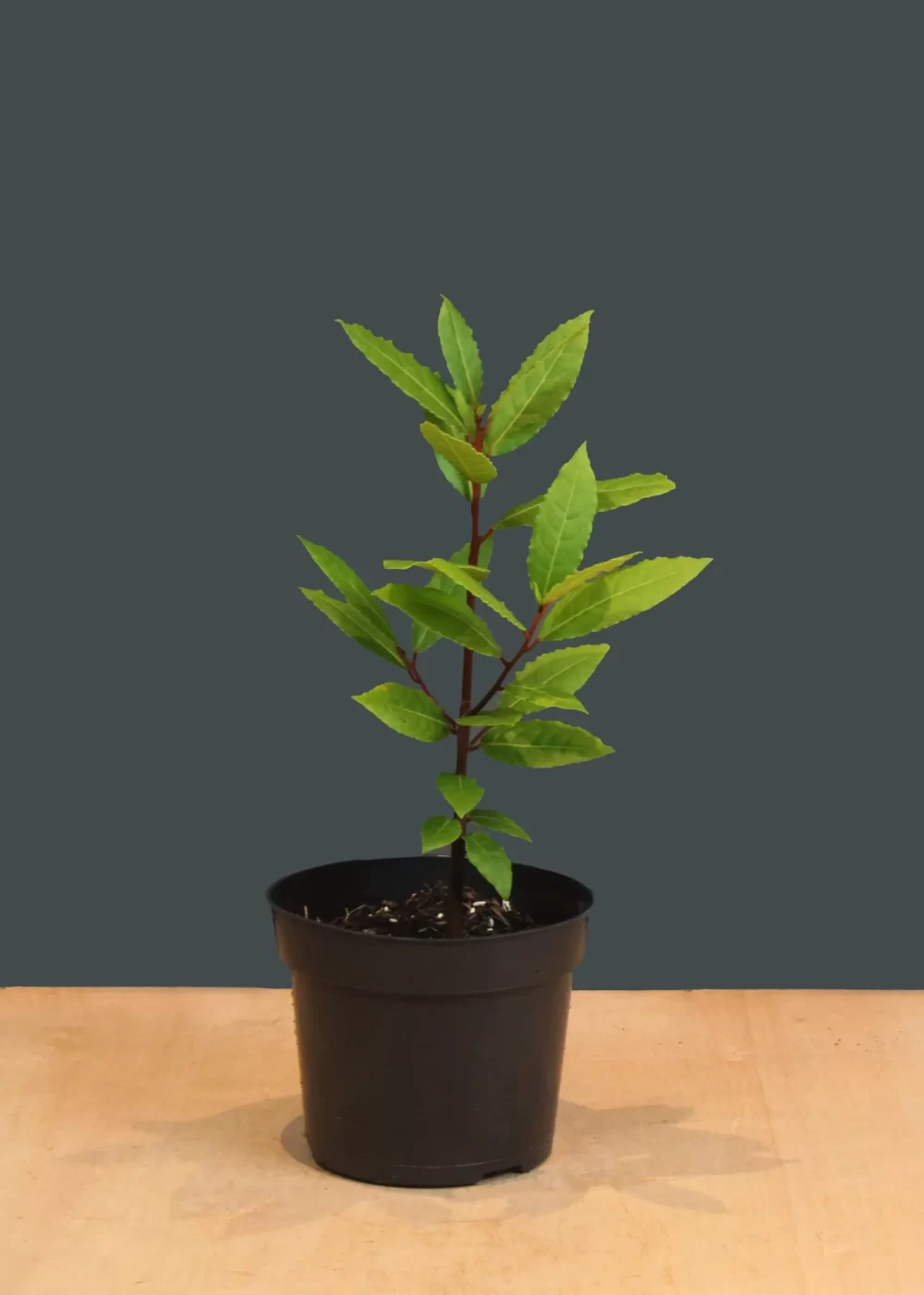 Laurus nobilis (bay bushes)