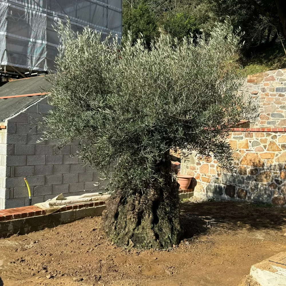 Ancient gnarled ‘Hojiblanco’ olive tree – 2000kg (Price on application)