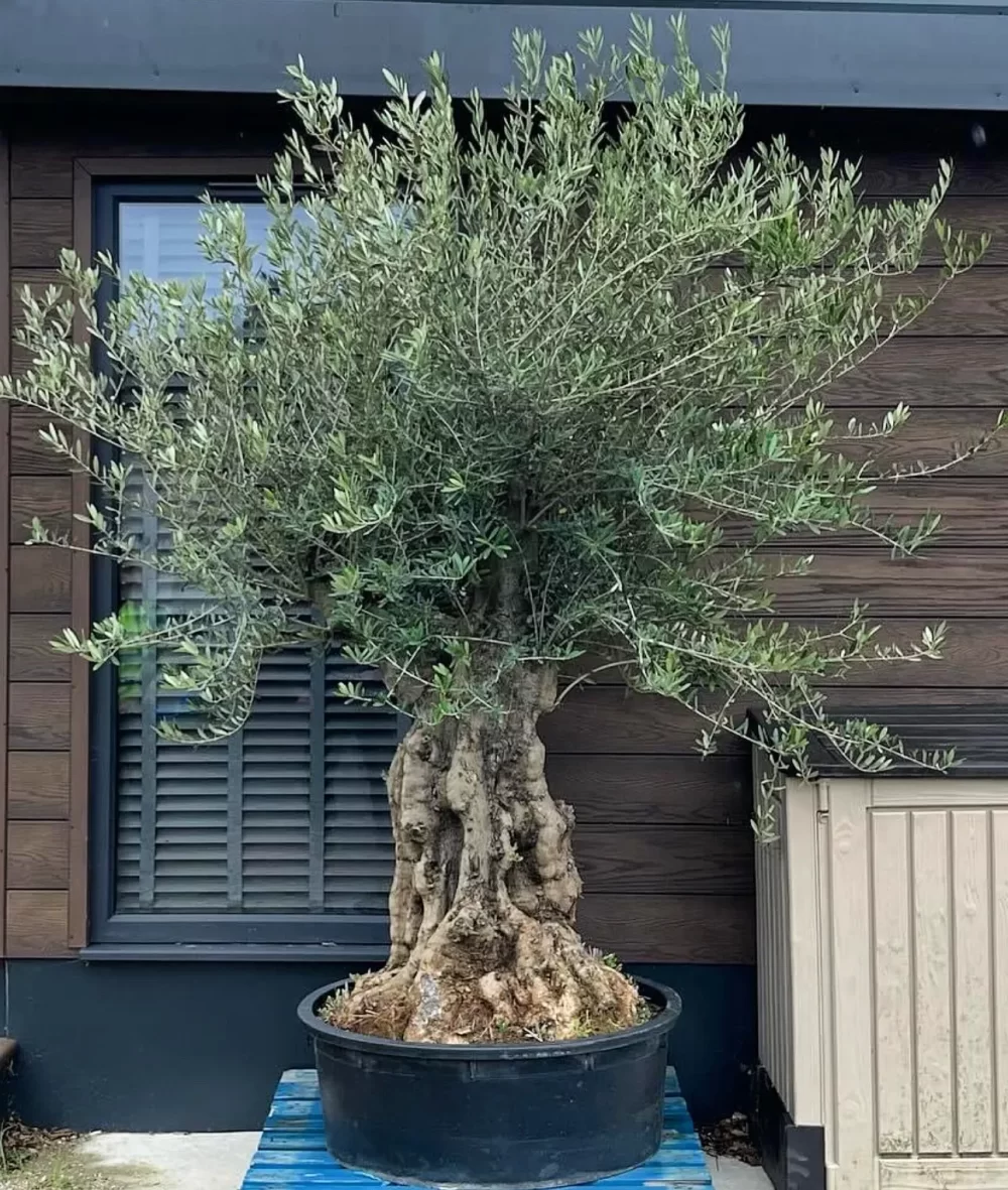 Ancient gnarled olive tree – 300kg