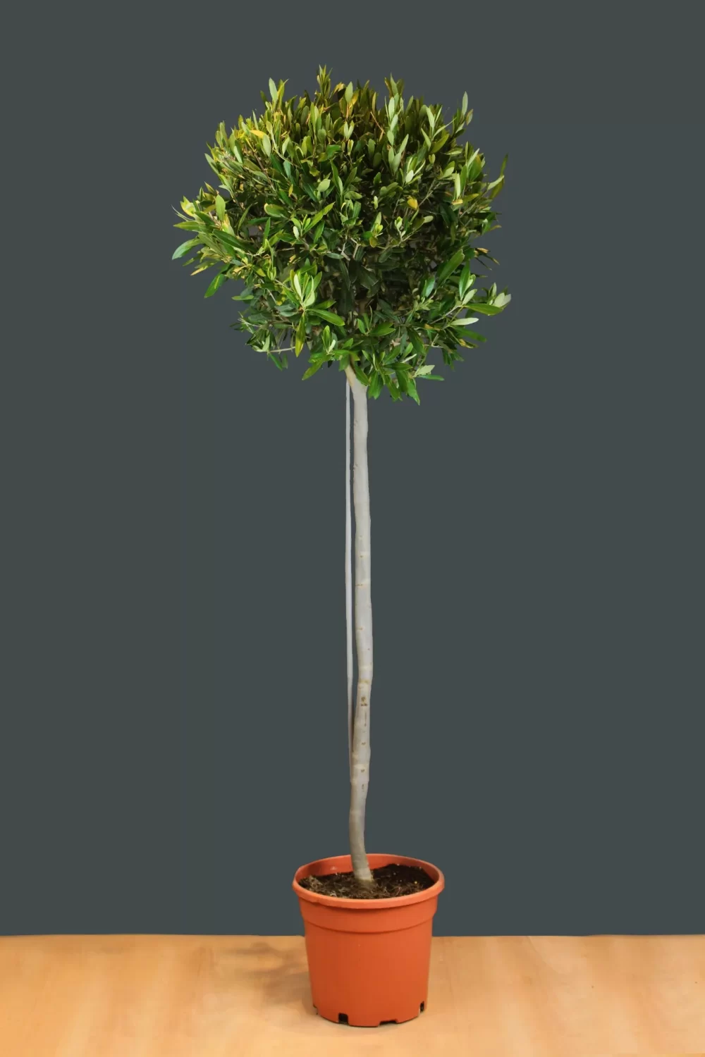 Olea ‘Europaea’ Olive tree – 150cm when planted – 40cm clipped crown