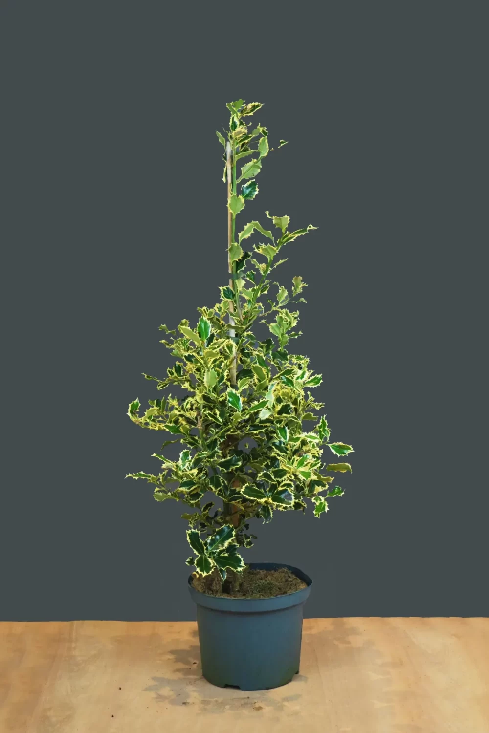 Ilex aquifolium ‘Argentea Marinara’