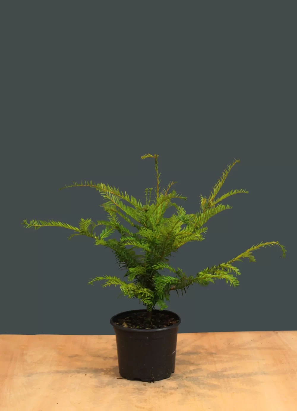 Taxus Baccata (English Yew)