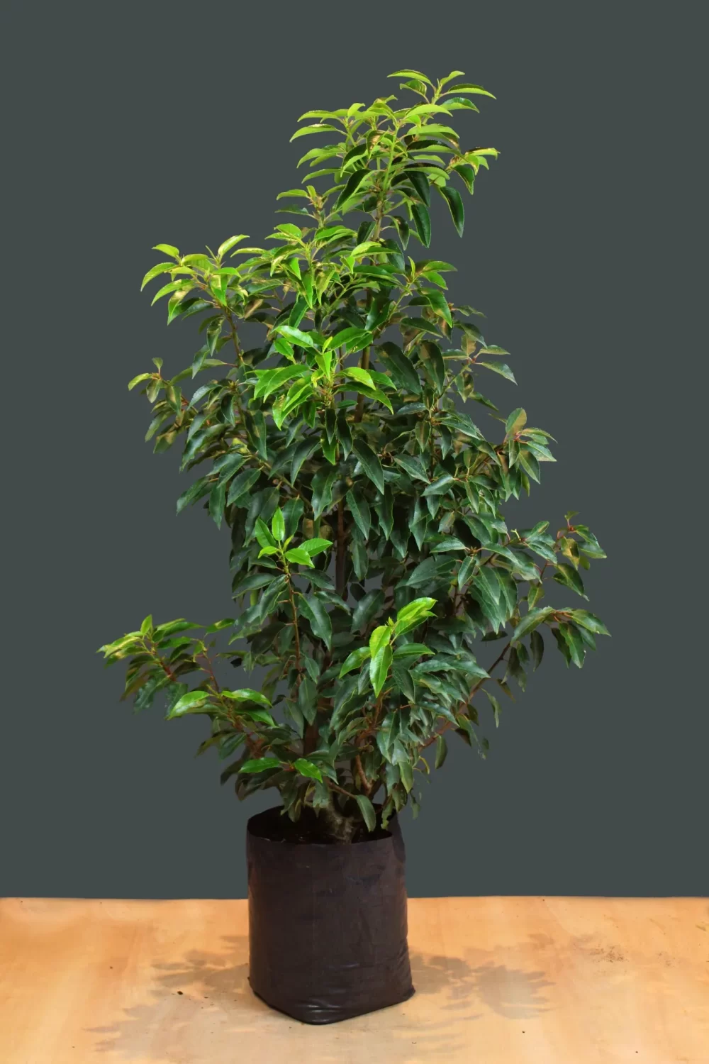 Prunus lustitanica (Portuguese laurel)