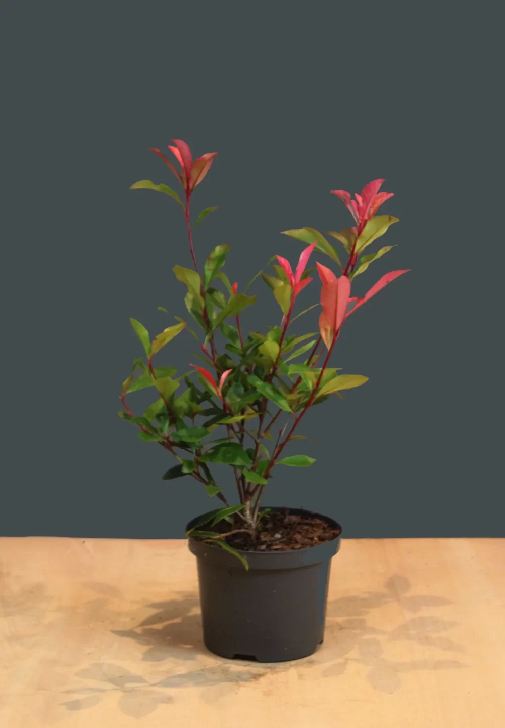 Photinia ‘Red Robin’