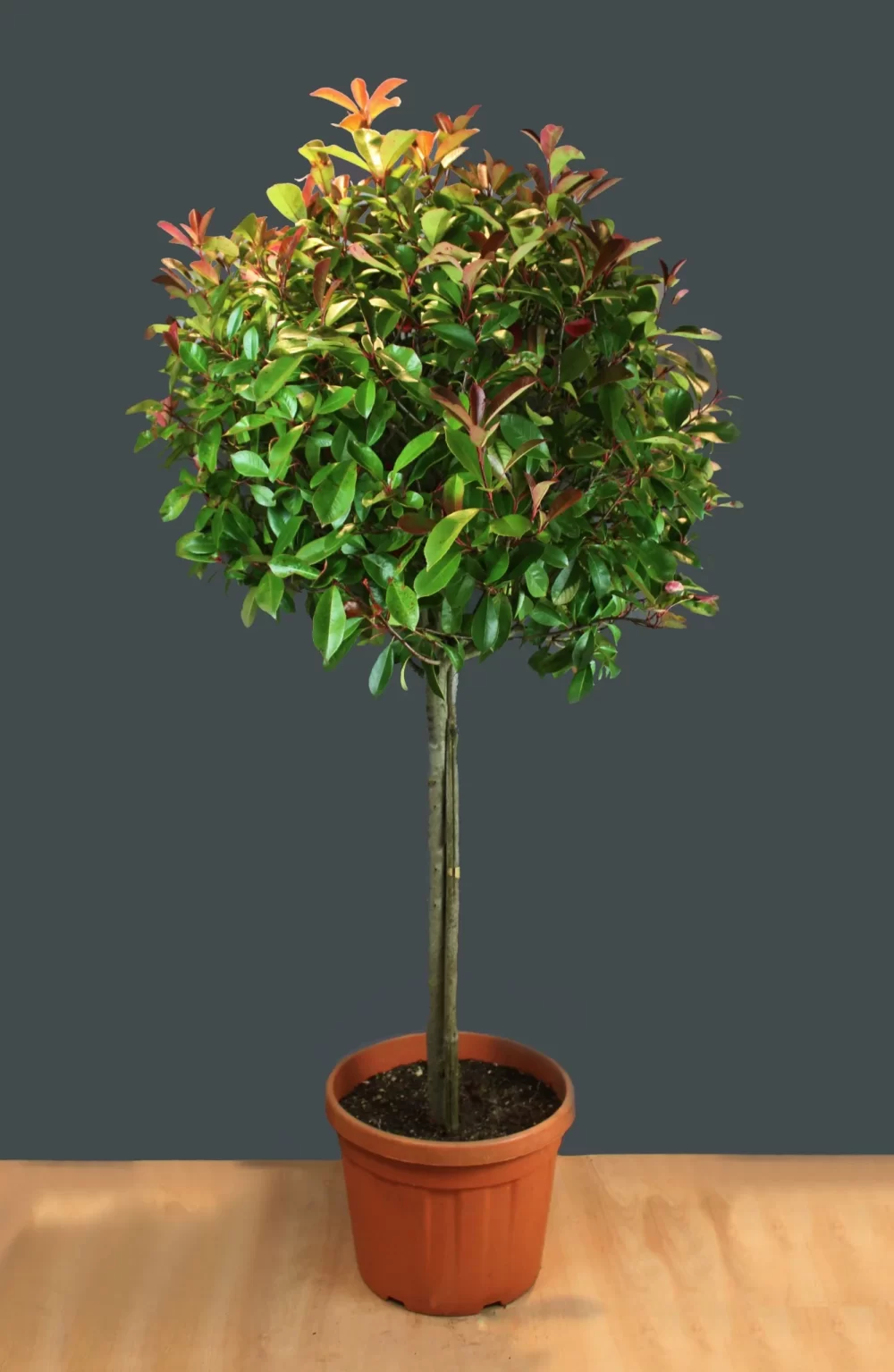 Photinia ‘Red Robin’ half standard (80cm crown – 50L pot)