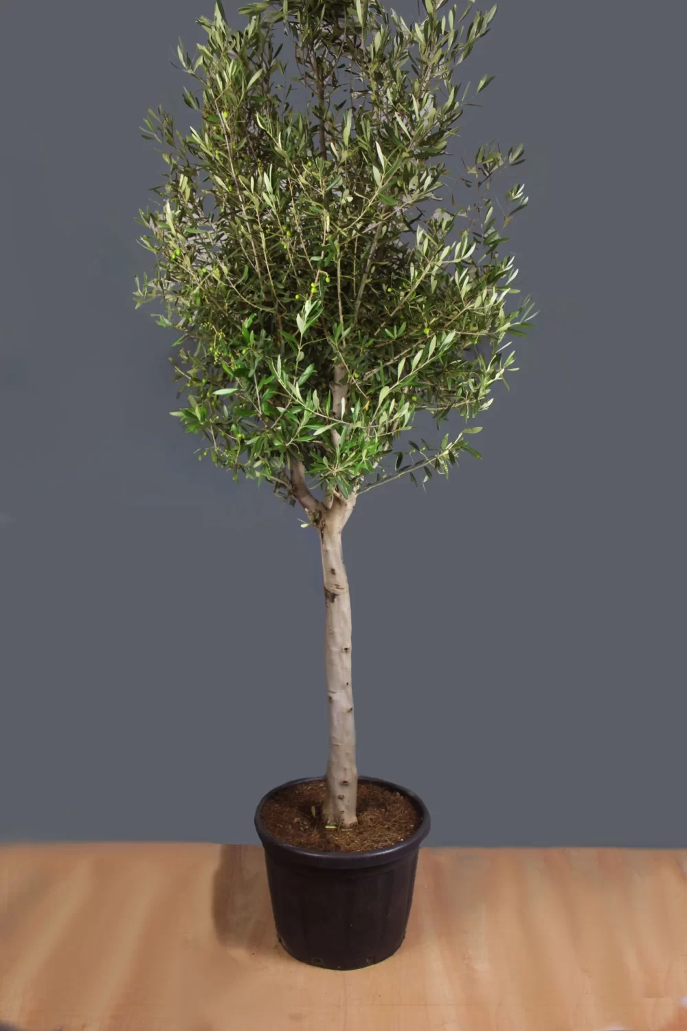 Arbequina Olive Tree (multi stem) – 35L pot – 230cm when planted