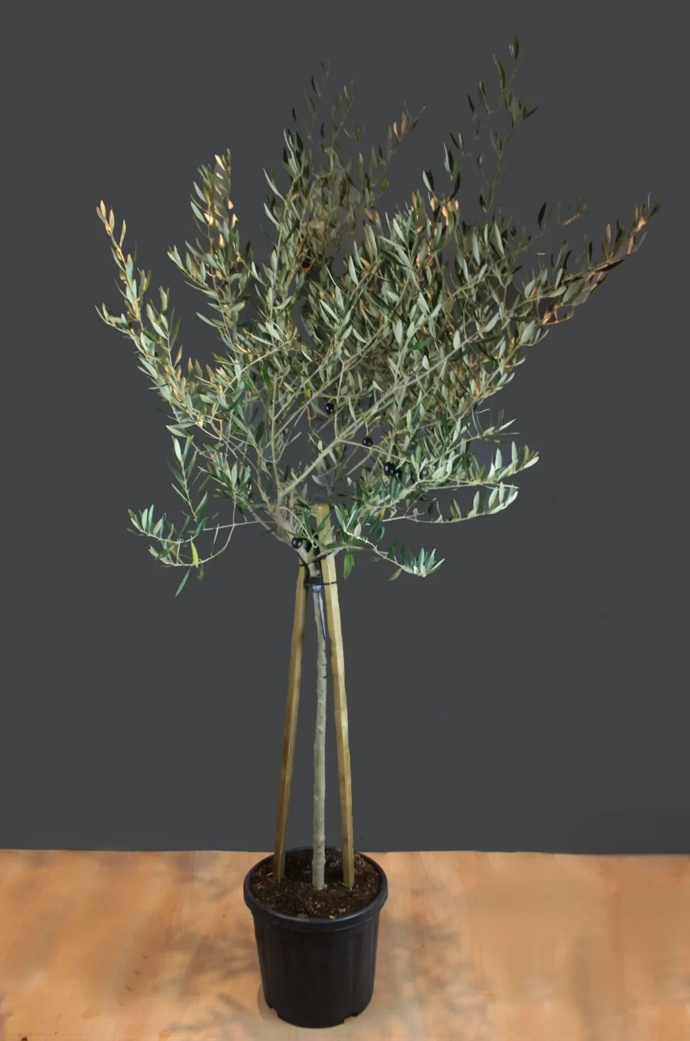 Olea ‘Europaea’ Olive tree – 150cm when planted – Natural crown