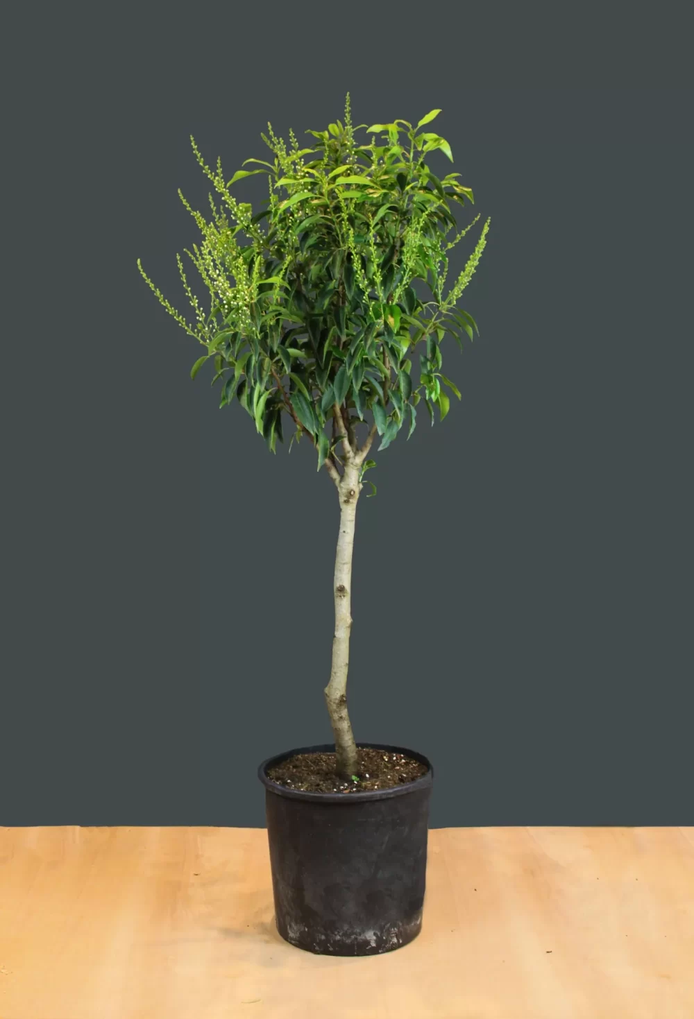 Prunus lustitanica – Portuguese laurel (standard)