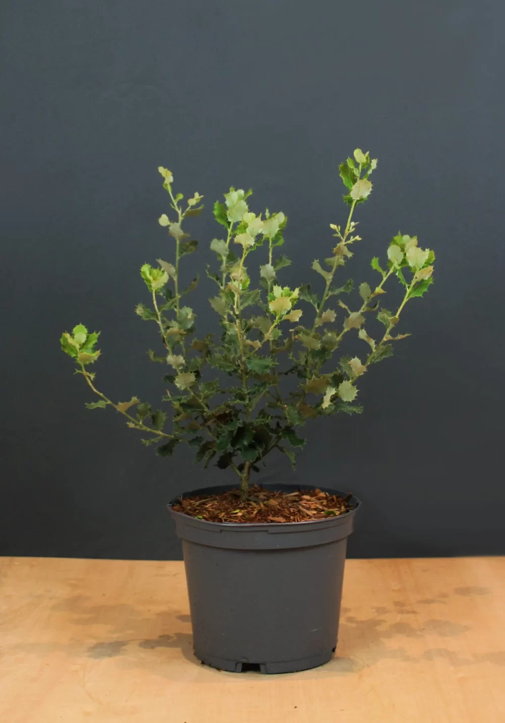 Olearia traversii – 2L